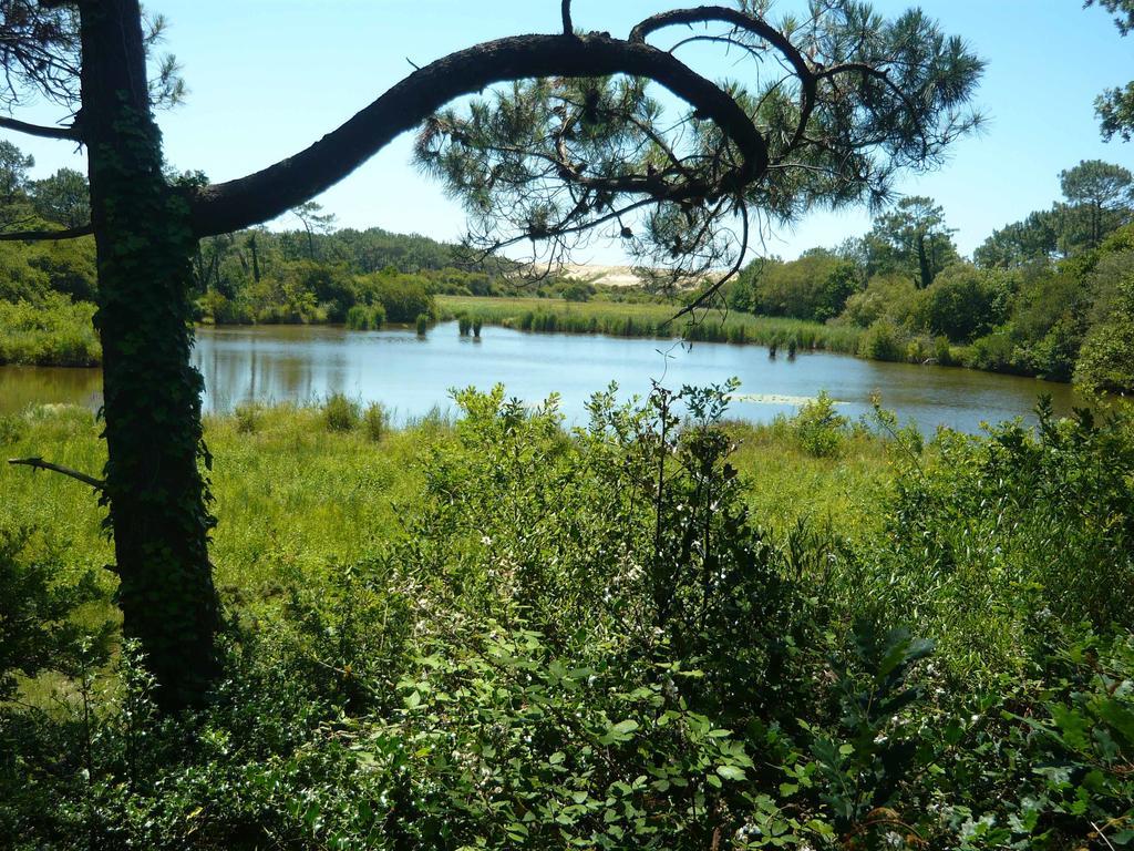 Appartements A Cote Lac Marin De Port D'Albret 布科·莱斯白老城 客房 照片